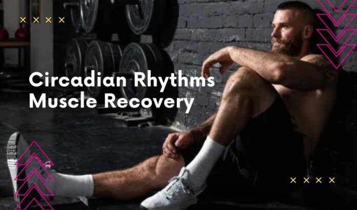 The Importance of Circadian Rhythms in Muscle Recovery